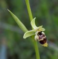 Ophrys conradiae