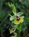 Ophrys lacaitae