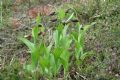 Cypripedium calceolus