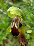 Ophrys calocaerina