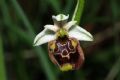 Ophrys holosericea subsp. holosericea