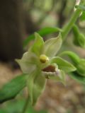 Epipactis leptochila