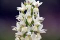 Dactylorhiza romana