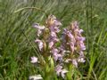 Dactylorhiza incarnata