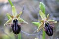 Ophrys mammosa