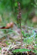 Neottia cordata