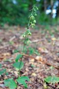 Epipactis autumnalis