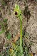 Ophrys litigiosa