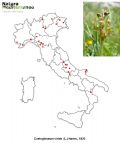 Coeloglossum viride (mappa distribuzione)