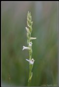 Spiranthes aestivalis