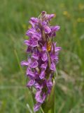 Dactylorhiza incarnata