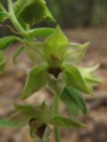 Epipactis leptochila