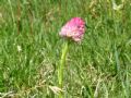 Nigritella corneliana