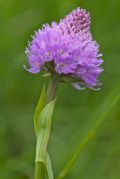 Traunsteinera globosa