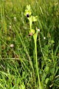 Ophrys funerea