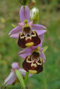 Ophrys gracilis