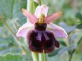 Ophrys panormitana