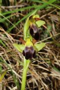 Ophrys forestieri