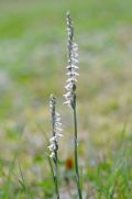 Spiranthes spiralis