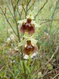 Ophrys parvimaculata