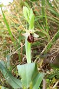 Ophrys exaltata subsp. montis-leonis