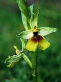 Ophrys lacaitae