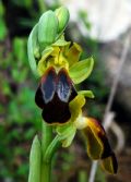 Ophrys calocaerina