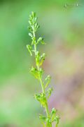 Neottia ovata