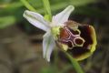 Ophrys cinnabarina