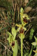 Ophrys massiliensis