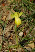 Ophrys delforgei apocromatica