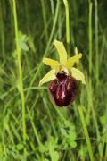 Ophrys ligustica