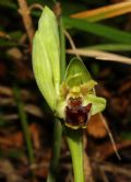 Ophrys massiliensis