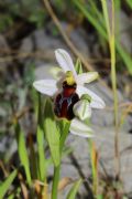 Ophrys exaltata subsp. splendida