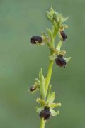 Ophrys maritima