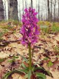 Dactylorhiza romana