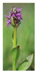 Dactylorhiza incarnata subsp. cruenta