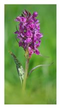 Dactylorhiza majalis