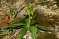 Ophrys massiliensis