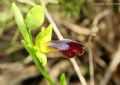 Ophrys iricolor subsp. eleonorae