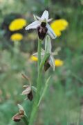 Ophrys exaltata subsp. archipelagi