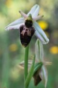 Ophrys exaltata subsp. archipelagi