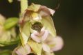 Epipactis helleborine