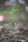 Epipactis autumnalis