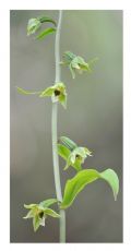 Epipactis autumnalis