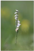 Spiranthes spiralis