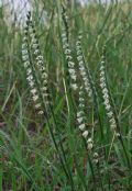 Spiranthes spiralis