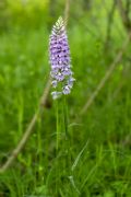 Dactylorhiza maculata subsp. fuchsii