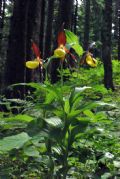 Cypripedium calceolus