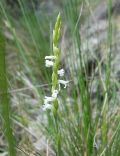 Spiranthes aestivalis